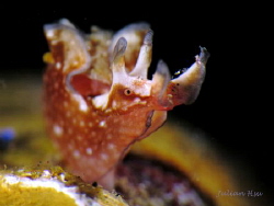 Sea Hare
@Tulamben by Julian Hsu 